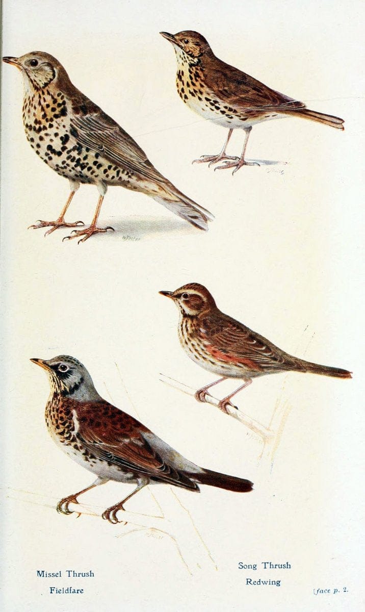 British birds in their haunts  .London,Dutton[1922]. |  | Vintage Print Reproduction 463618