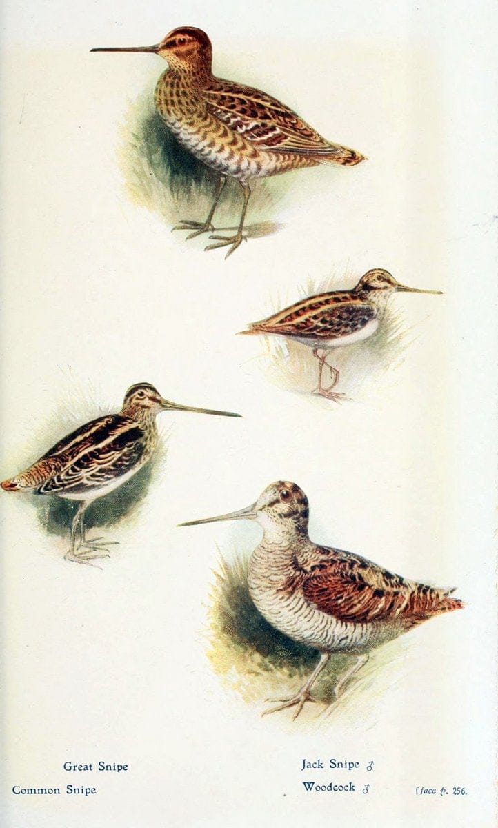 British birds in their haunts  .London,Dutton[1922]. |  | Vintage Print Reproduction 463619