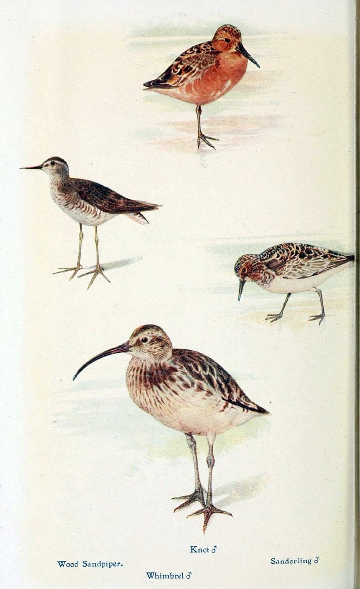 British birds in their haunts  .London,Dutton[1922]. |  | Vintage Print Reproduction 463620