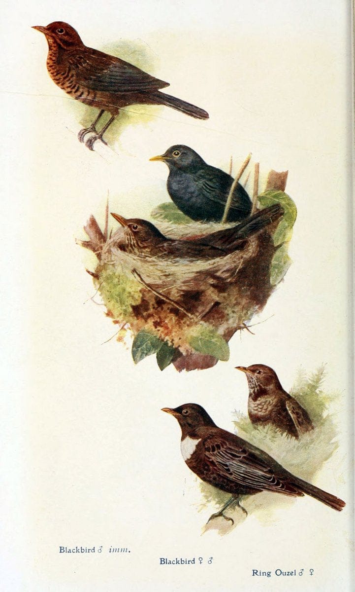 British birds in their haunts  .London,Dutton[1922]. |  | Vintage Print Reproduction 463621