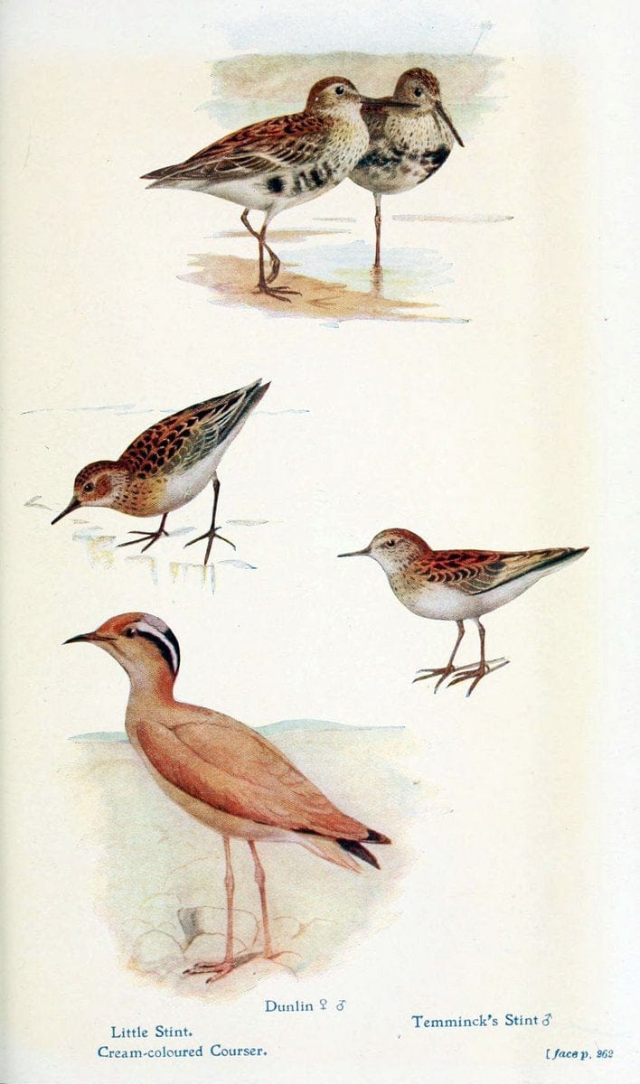 British birds in their haunts  .London,Dutton[1922]. |  | Vintage Print Reproduction 463622