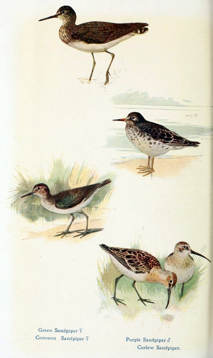 British birds in their haunts  .London,Dutton[1922]. |  | Vintage Print Reproduction 463623