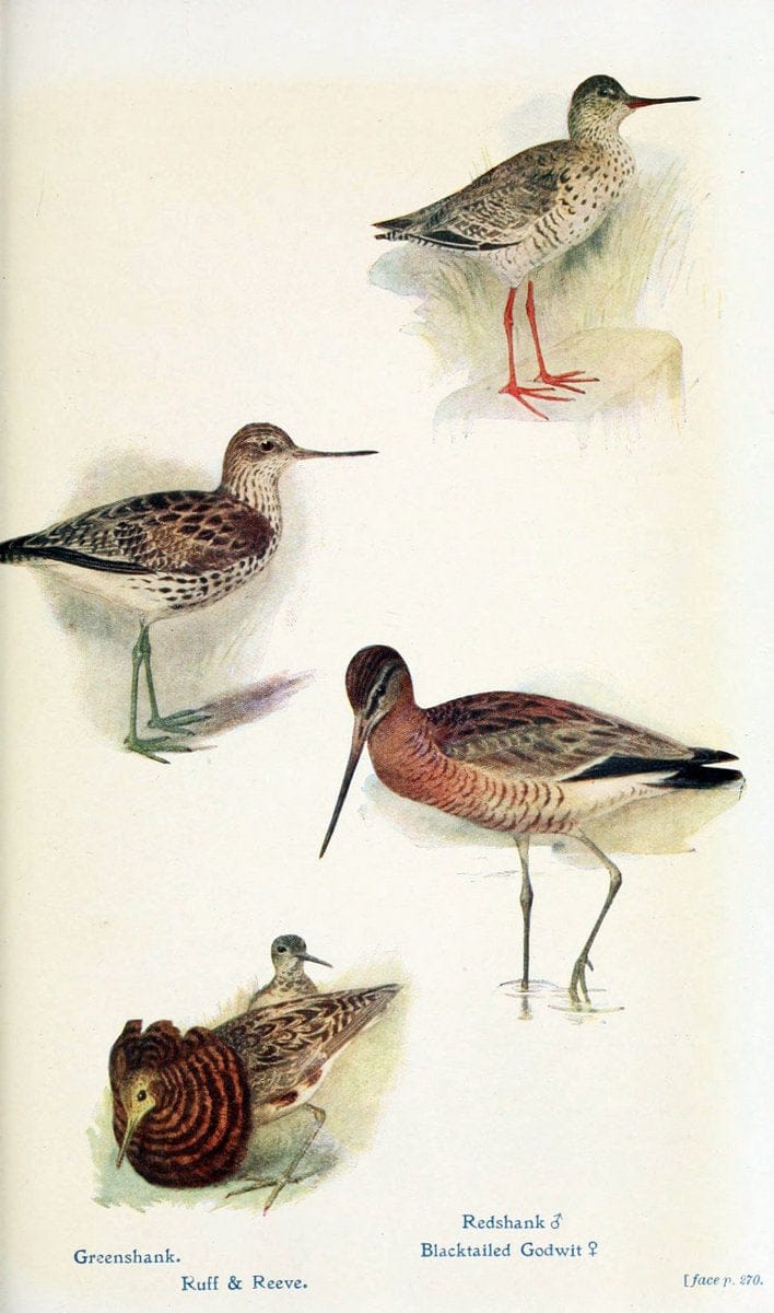 British birds in their haunts  .London,Dutton[1922]. |  | Vintage Print Reproduction 463624