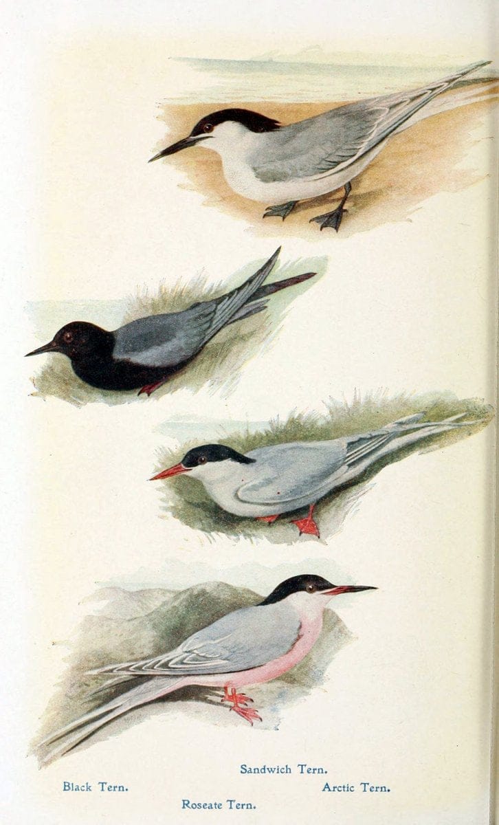 British birds in their haunts  .London,Dutton[1922]. |  | Vintage Print Reproduction 463625
