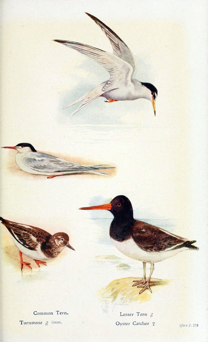 British birds in their haunts  .London,Dutton[1922]. |  | Vintage Print Reproduction 463626