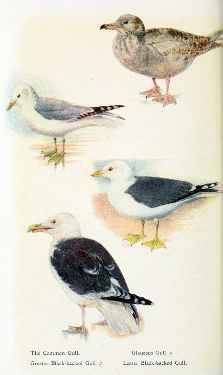 British birds in their haunts  .London,Dutton[1922]. |  | Vintage Print Reproduction 463627