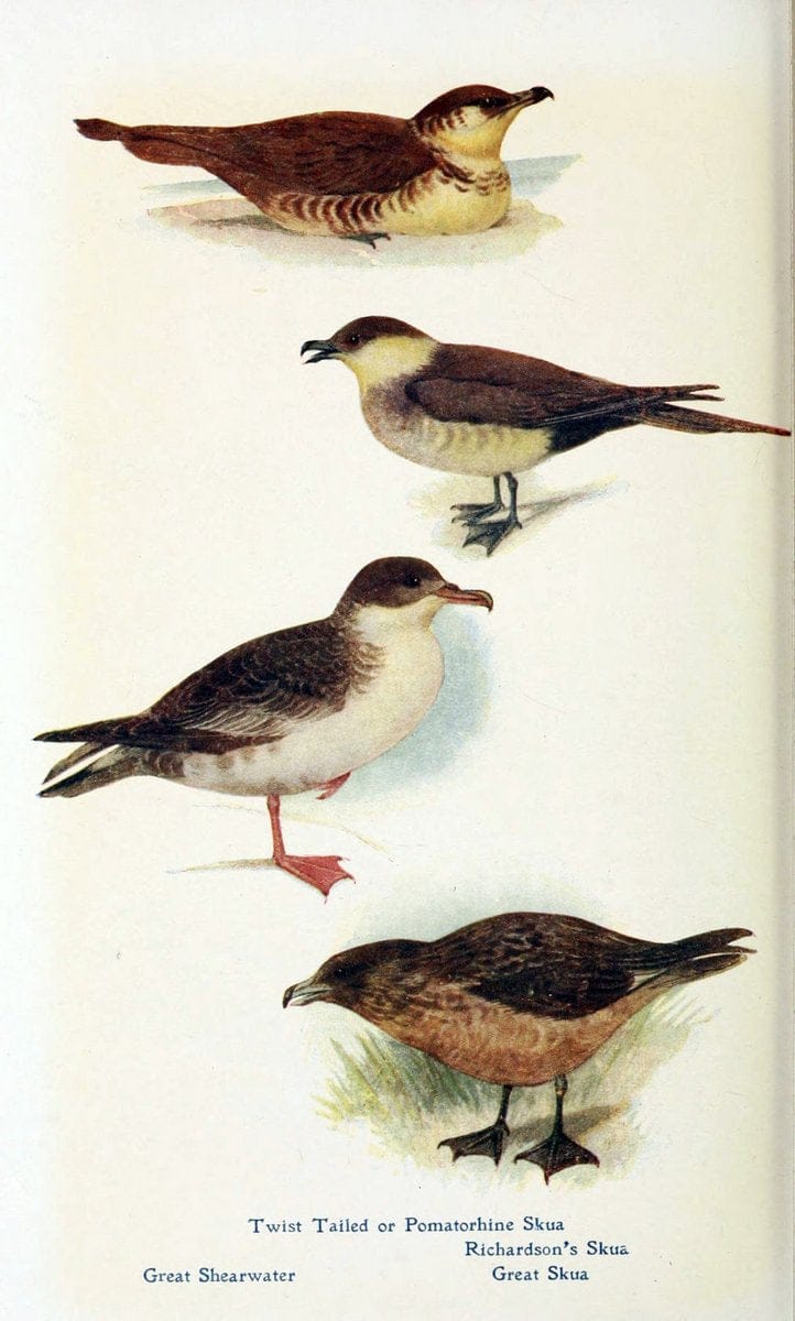 British birds in their haunts  .London,Dutton[1922]. |  | Vintage Print Reproduction 463629