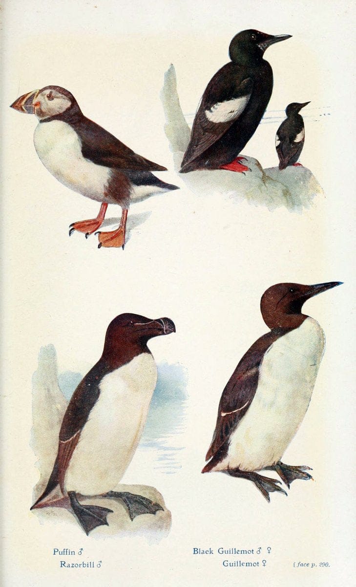British birds in their haunts  .London,Dutton[1922]. |  | Vintage Print Reproduction 463630