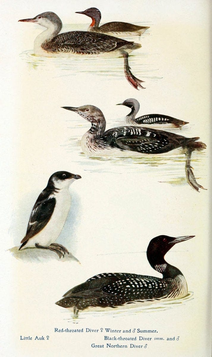 British birds in their haunts  .London,Dutton[1922]. |  | Vintage Print Reproduction 463631