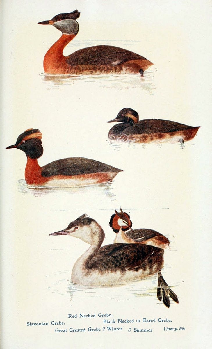 British birds in their haunts  .London,Dutton[1922]. |  | Vintage Print Reproduction 463632