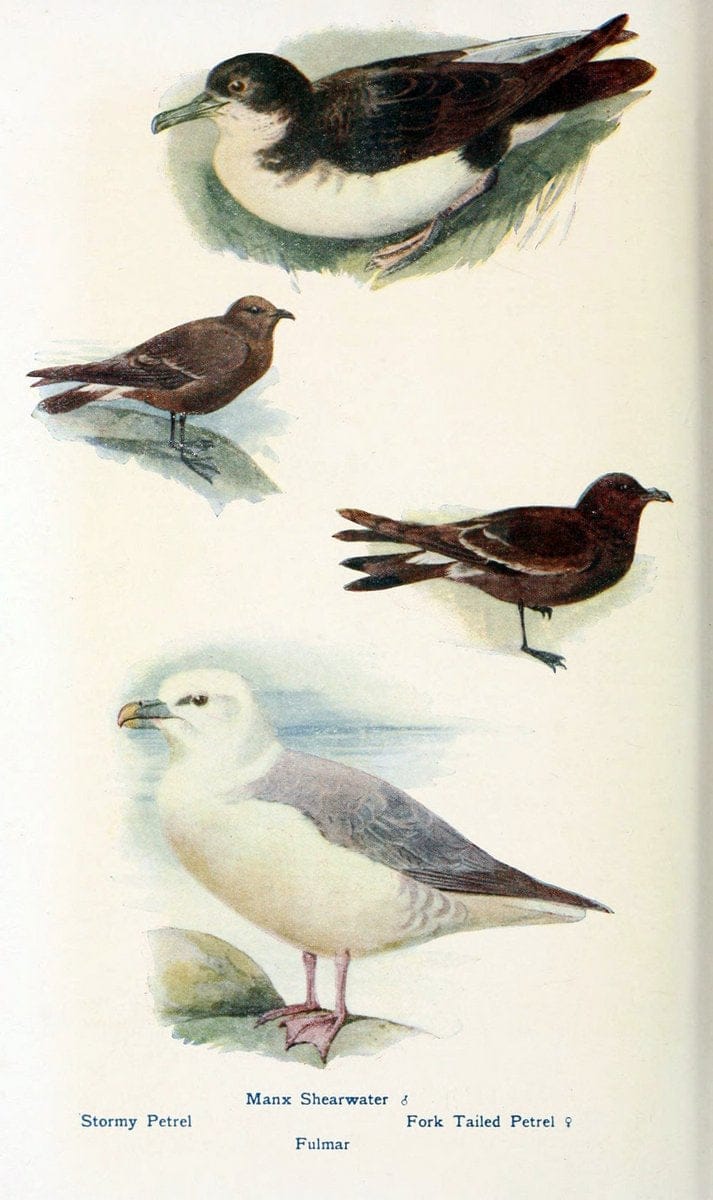 British birds in their haunts  .London,Dutton[1922]. |  | Vintage Print Reproduction 463633