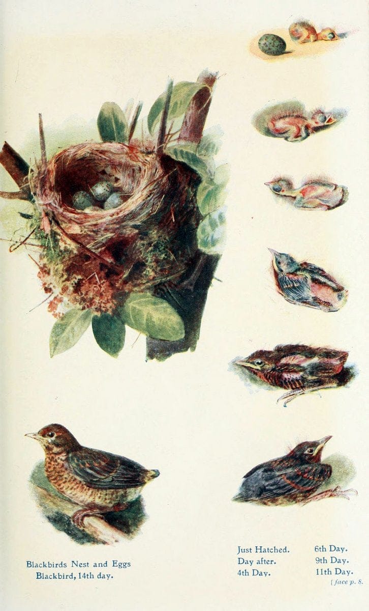 British birds in their haunts  .London,Dutton[1922]. |  | Vintage Print Reproduction 463634
