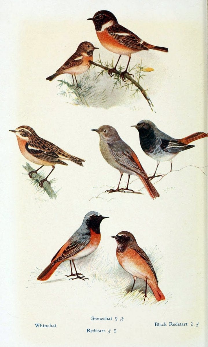 British birds in their haunts  .London,Dutton[1922]. |  | Vintage Print Reproduction 463635