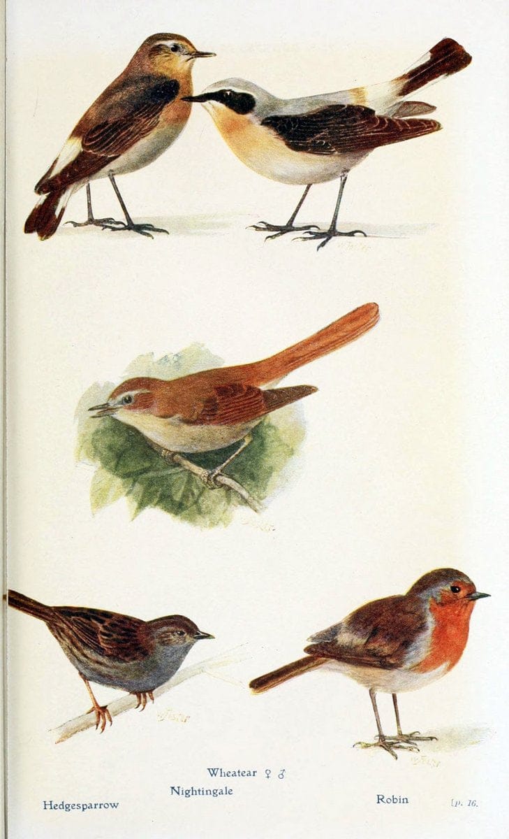 British birds in their haunts  .London,Dutton[1922]. |  | Vintage Print Reproduction 463636