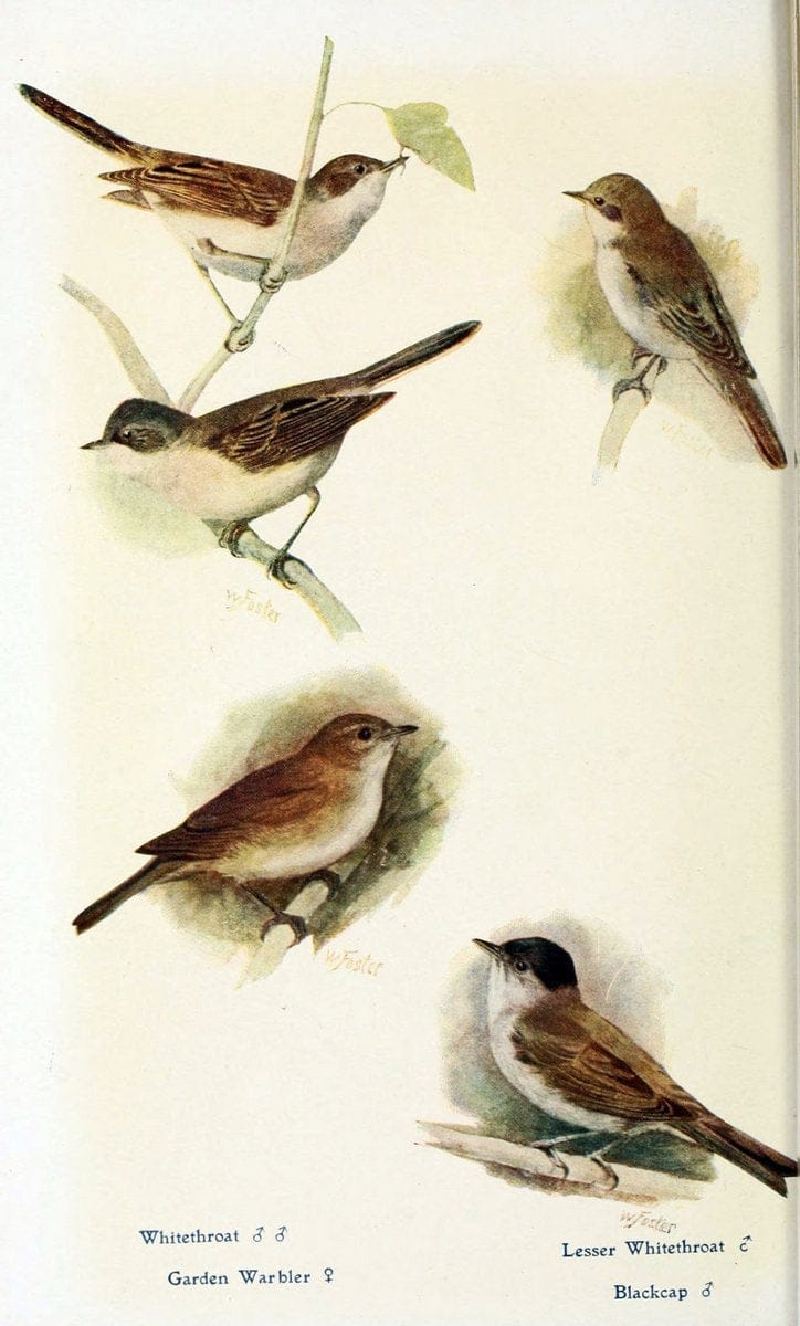 British birds in their haunts  .London,Dutton[1922]. |  | Vintage Print Reproduction 463637