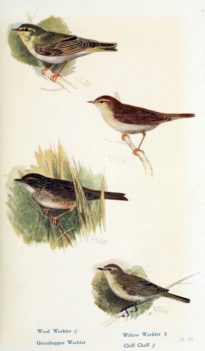 British birds in their haunts  .London,Dutton[1922]. |  | Vintage Print Reproduction 463638