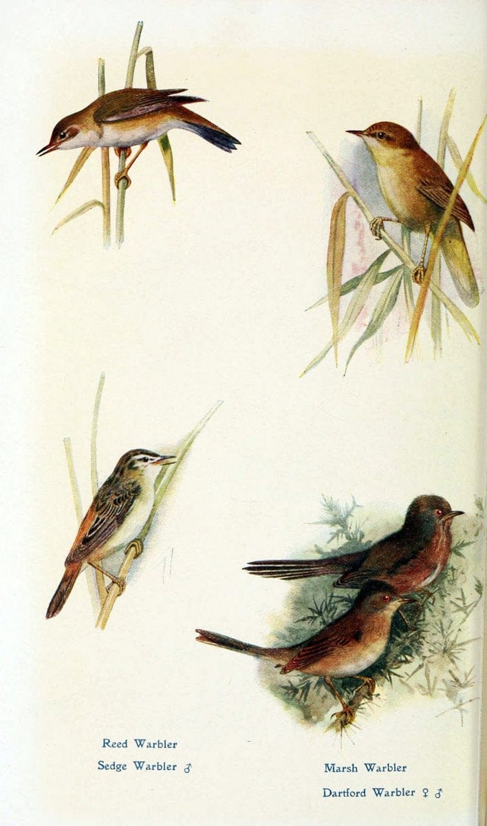 British birds in their haunts  .London,Dutton[1922]. |  | Vintage Print Reproduction 463639
