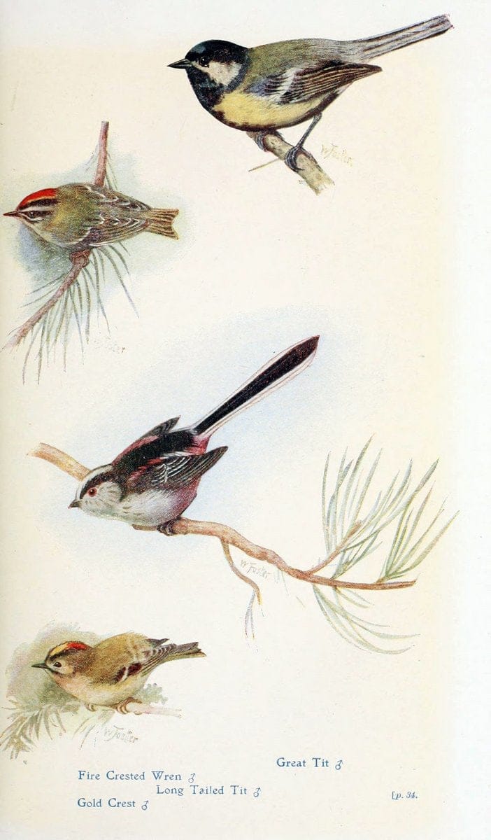 British birds in their haunts  .London,Dutton[1922]. |  | Vintage Print Reproduction 463640