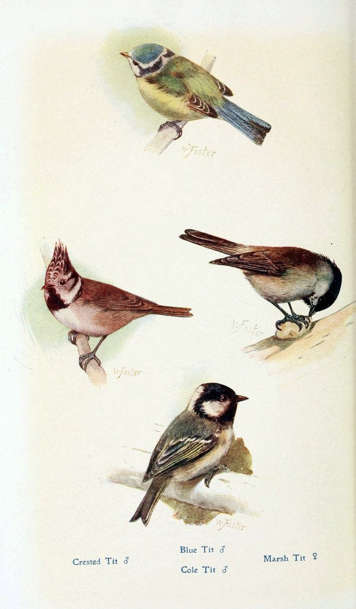 British birds in their haunts  .London,Dutton[1922]. |  | Vintage Print Reproduction 463641
