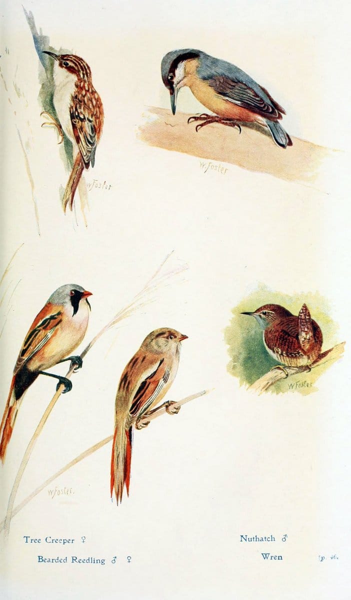 British birds in their haunts  .London,Dutton[1922]. |  | Vintage Print Reproduction 463642