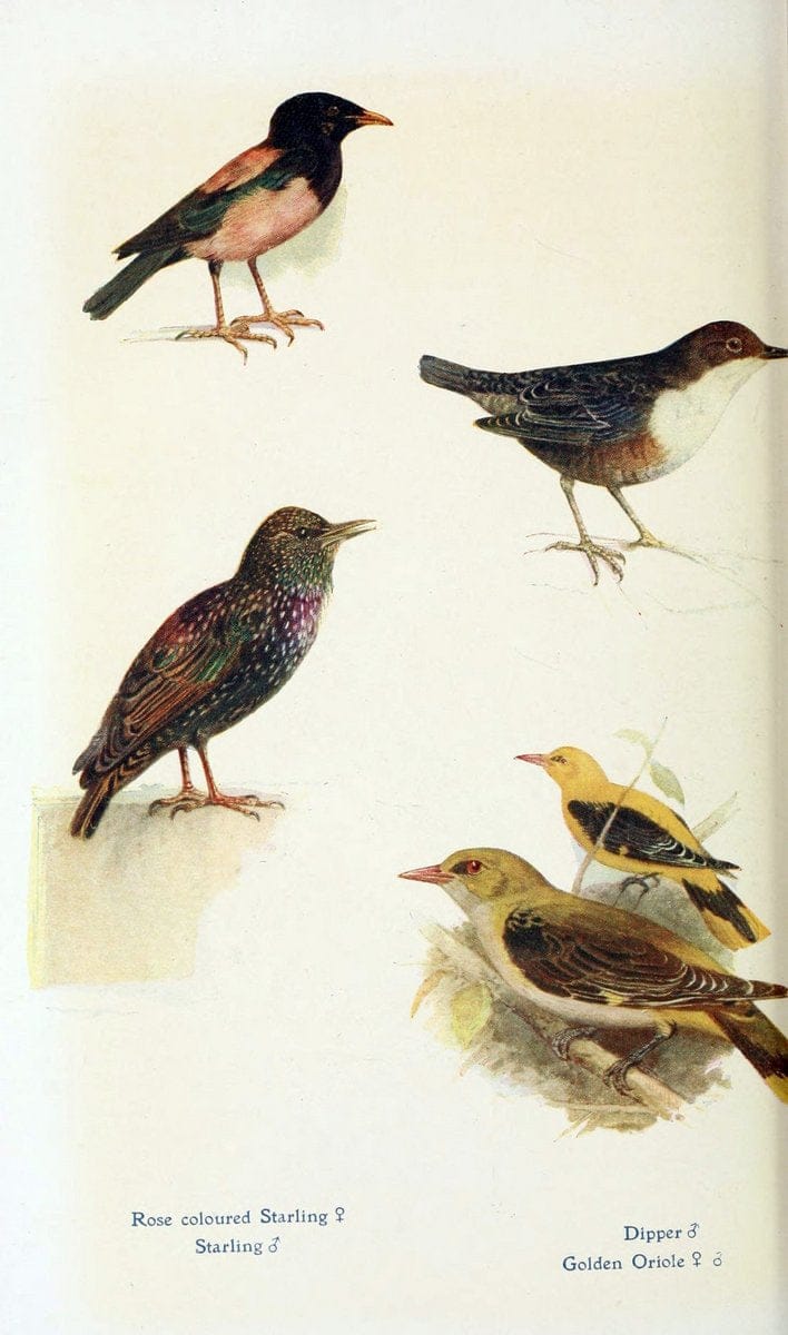 British birds in their haunts  .London,Dutton[1922]. |  | Vintage Print Reproduction 463643