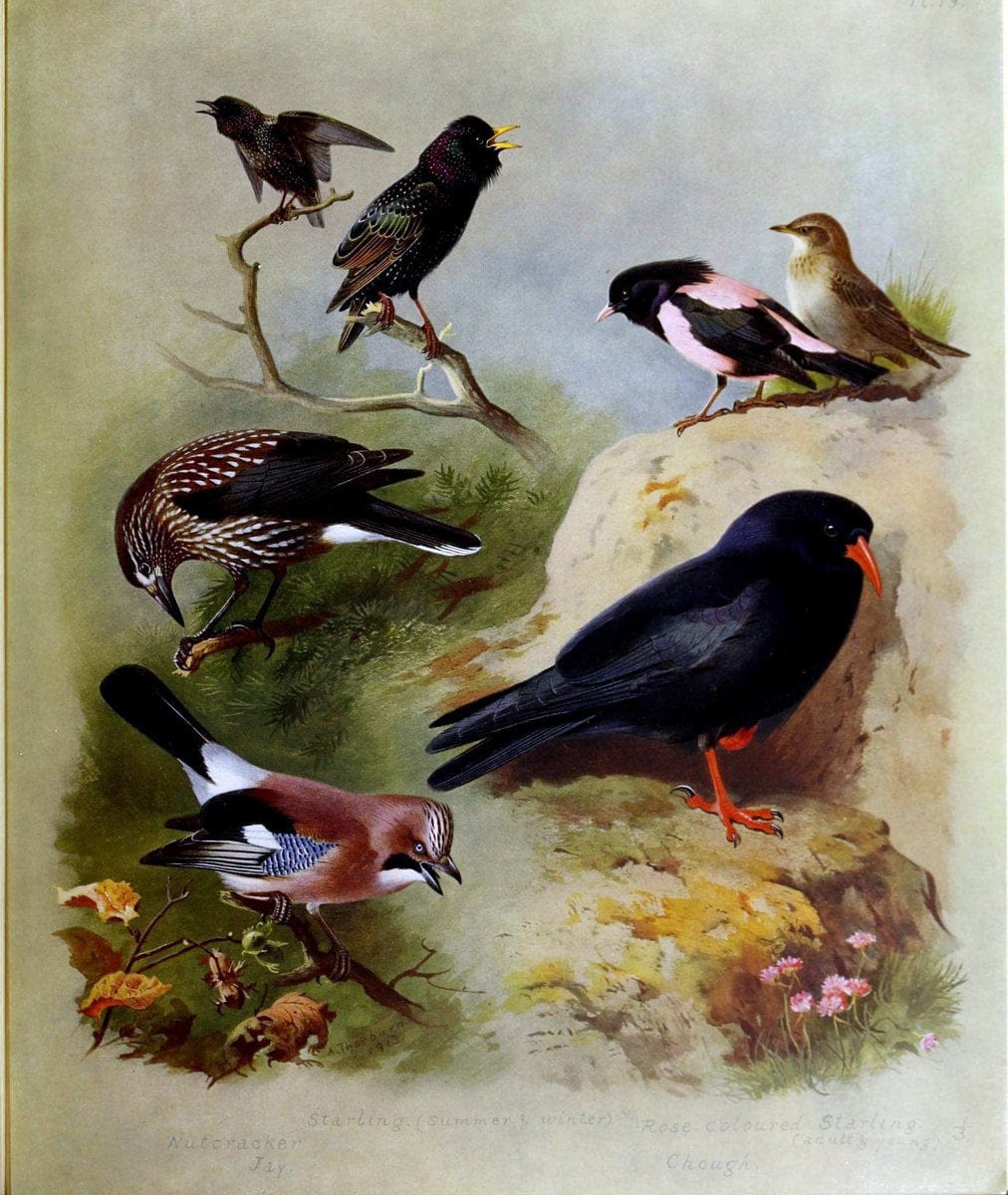British birds /.London ;Longmans, Green,1915-1916.  | Birds "Great Britain" "Pictorial works"  | Vintage Print Reproduction 463653