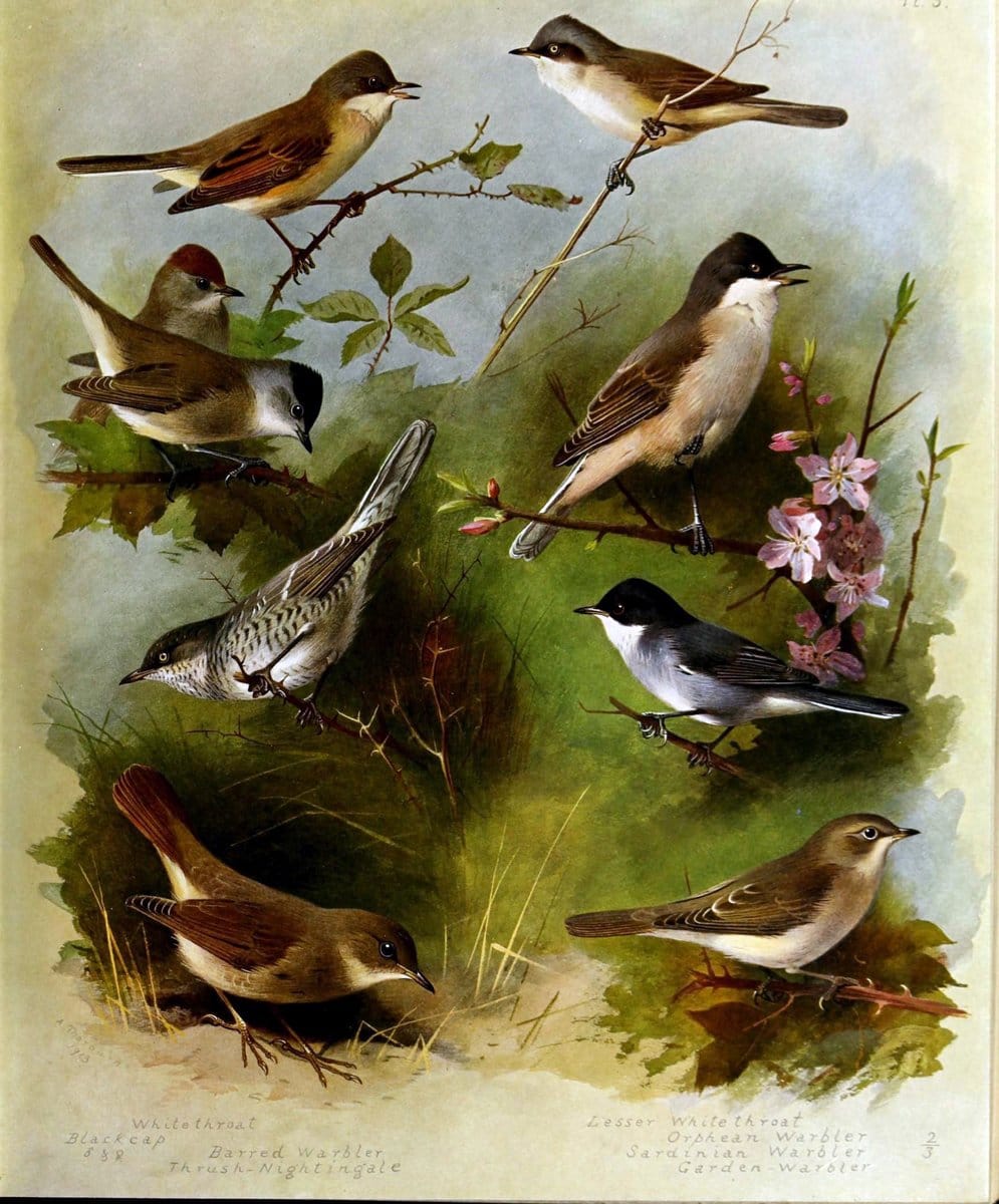 British birds /.London ;Longmans, Green,1915-1916.  | Birds "Great Britain" "Pictorial works"  | Vintage Print Reproduction 463658