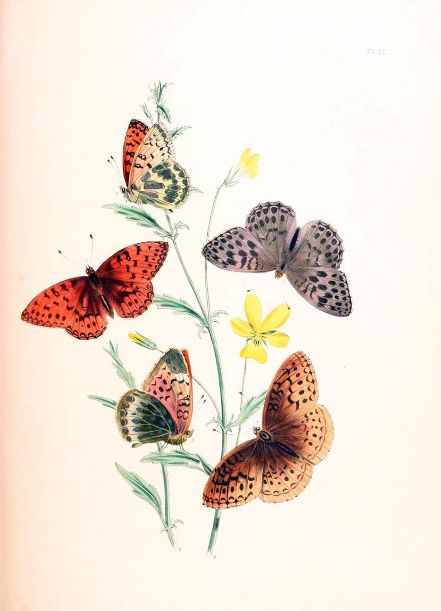 British butterflies and their transformations :.London :William Smith,1841.. |  | Vintage Print Reproduction 463666