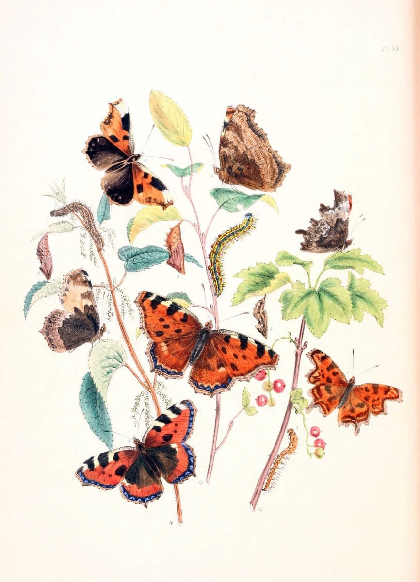 British butterflies and their transformations :.London :William Smith,1841.. |  | Vintage Print Reproduction 463667