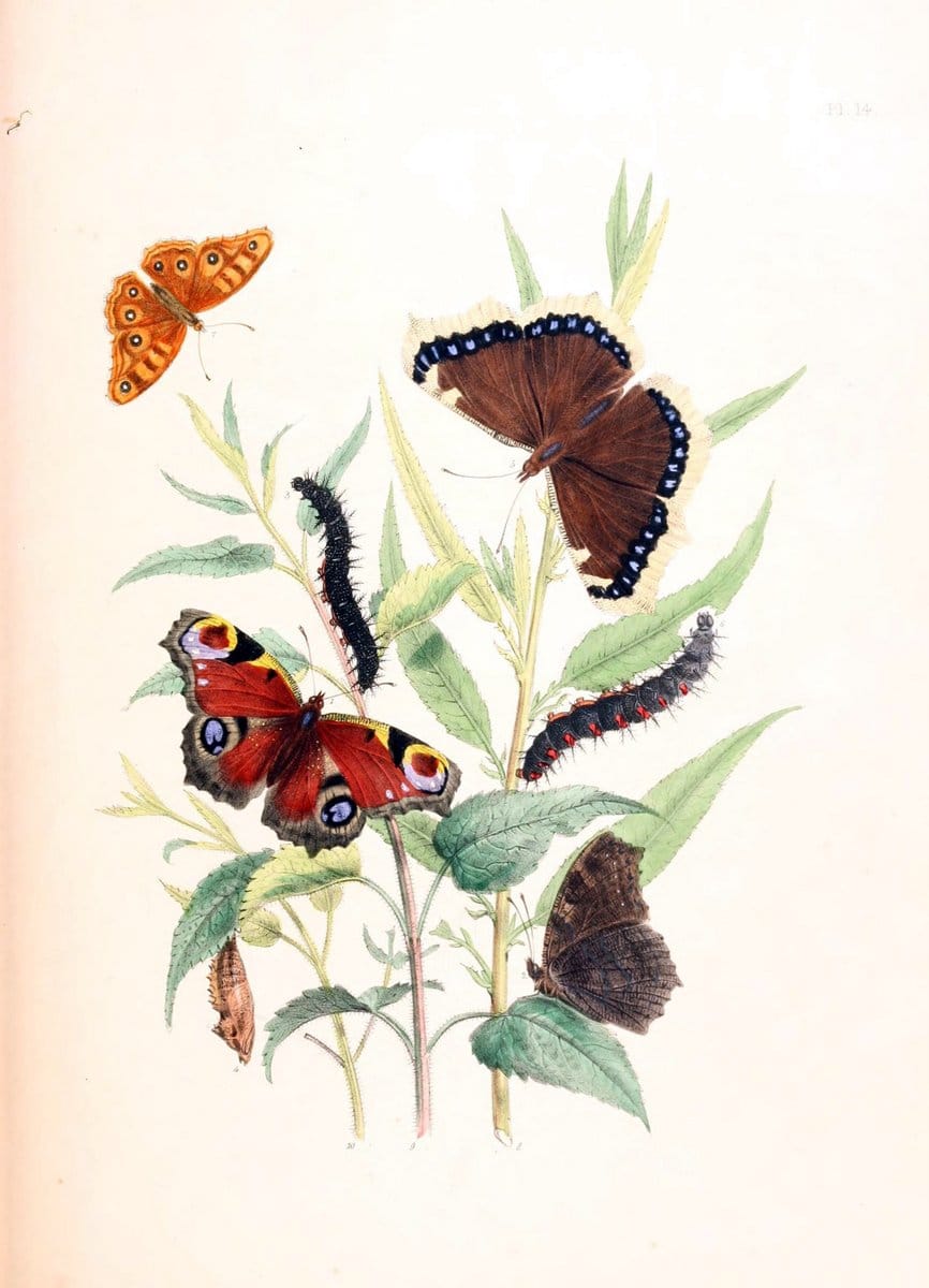 British butterflies and their transformations :.London :William Smith,1841.. |  | Vintage Print Reproduction 463668