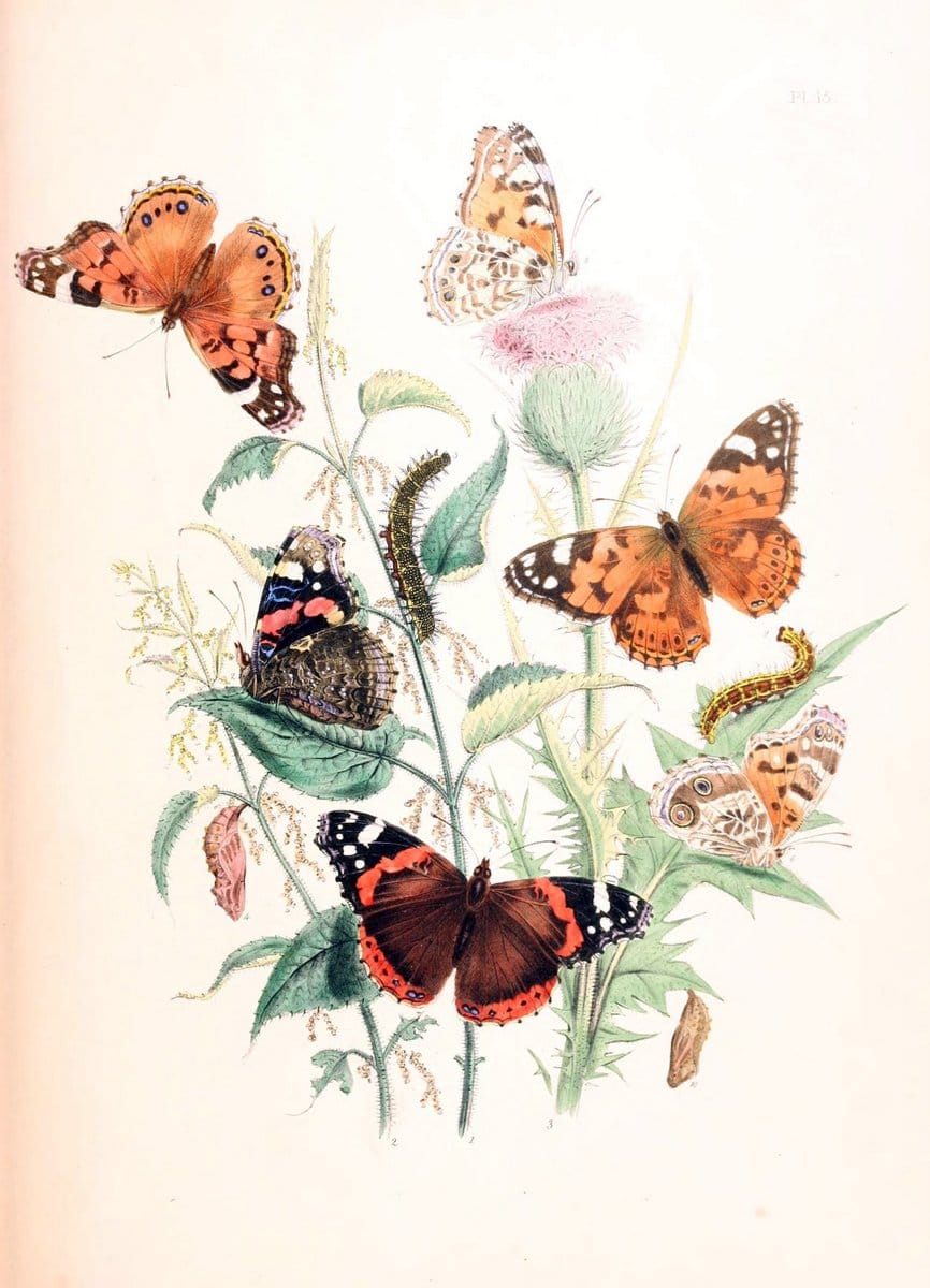 British butterflies and their transformations :.London :William Smith,1841.. |  | Vintage Print Reproduction 463669