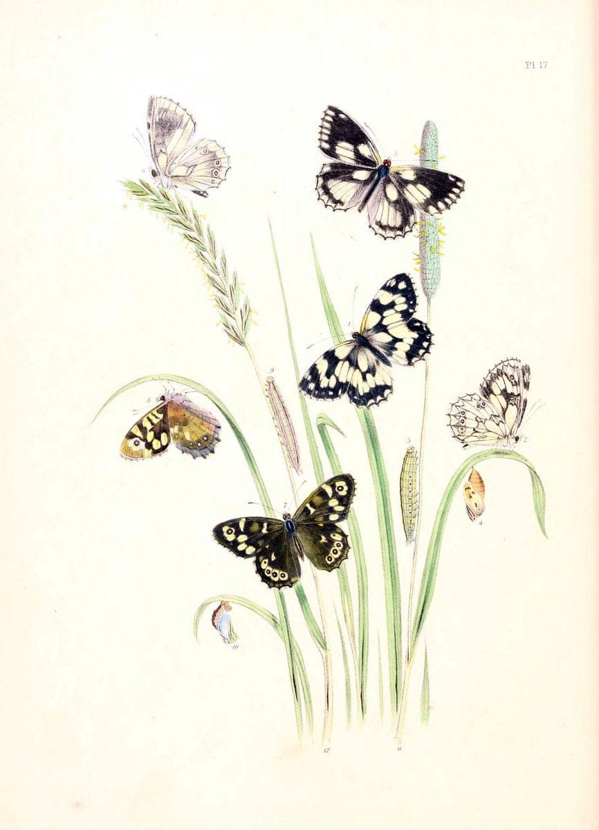 British butterflies and their transformations :.London :William Smith,1841.. |  | Vintage Print Reproduction 463670