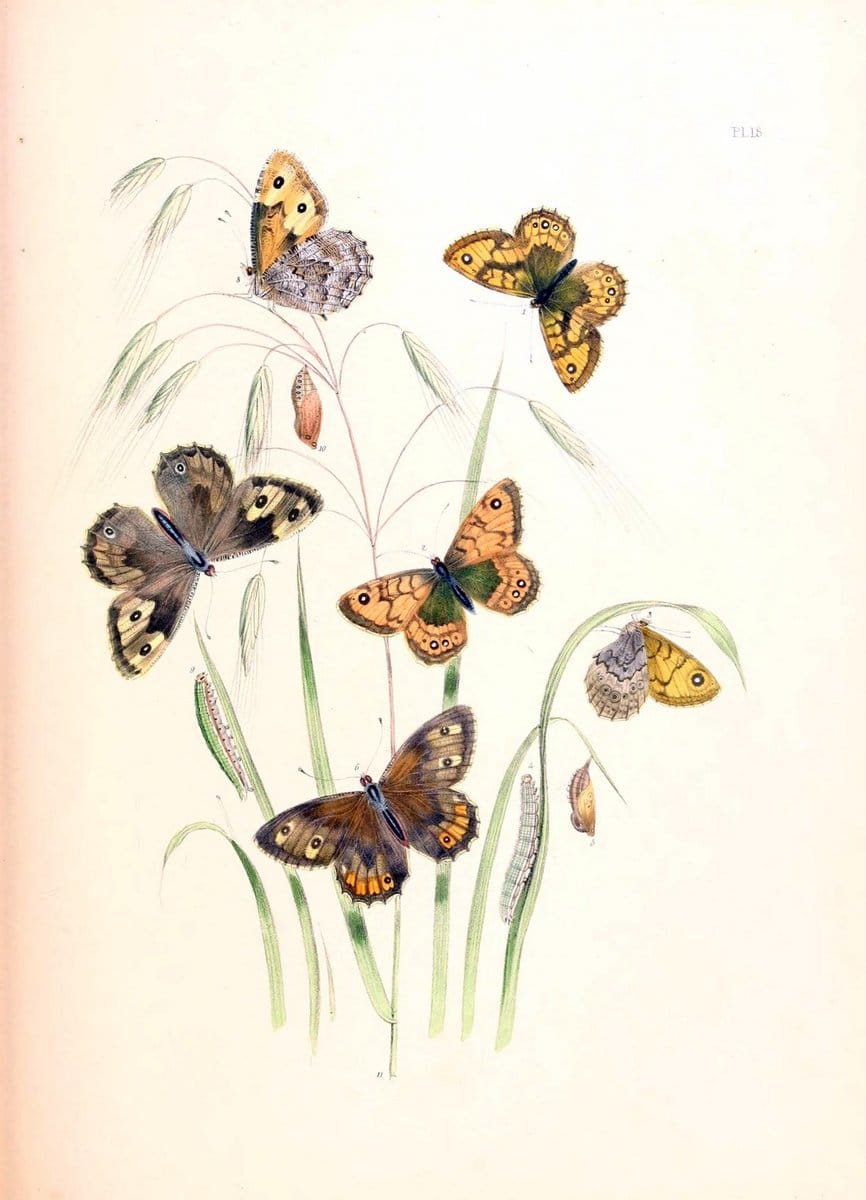 British butterflies and their transformations :.London :William Smith,1841.. |  | Vintage Print Reproduction 463671