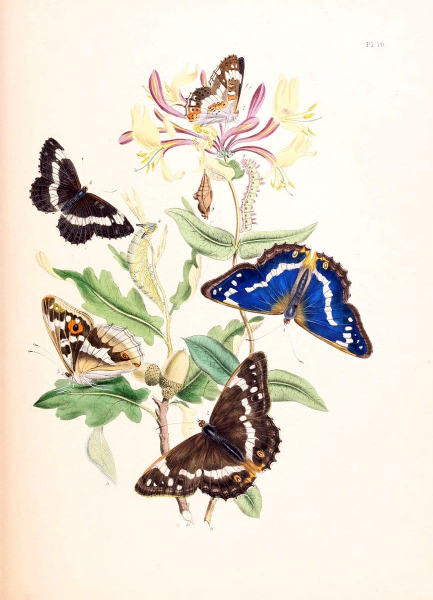 British butterflies and their transformations :.London :William Smith,1841.. |  | Vintage Print Reproduction 463672