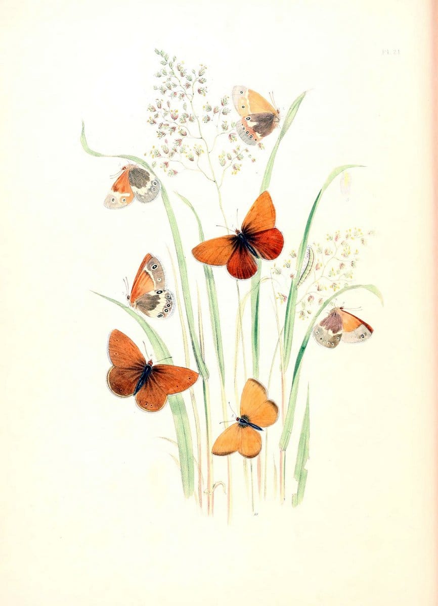 British butterflies and their transformations :.London :William Smith,1841.. |  | Vintage Print Reproduction 463673