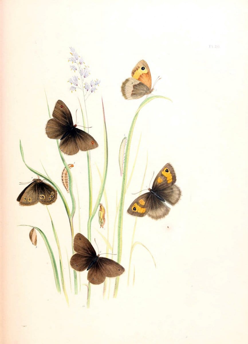 British butterflies and their transformations :.London :William Smith,1841.. |  | Vintage Print Reproduction 463674
