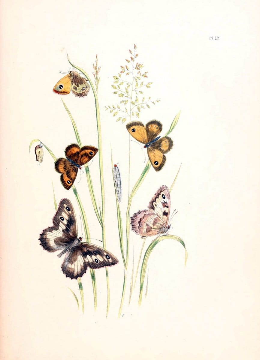 British butterflies and their transformations :.London :William Smith,1841.. |  | Vintage Print Reproduction 463675