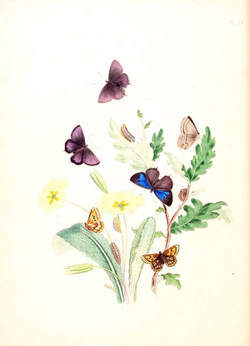 British butterflies and their transformations :.London :William Smith,1841.. |  | Vintage Print Reproduction 463676
