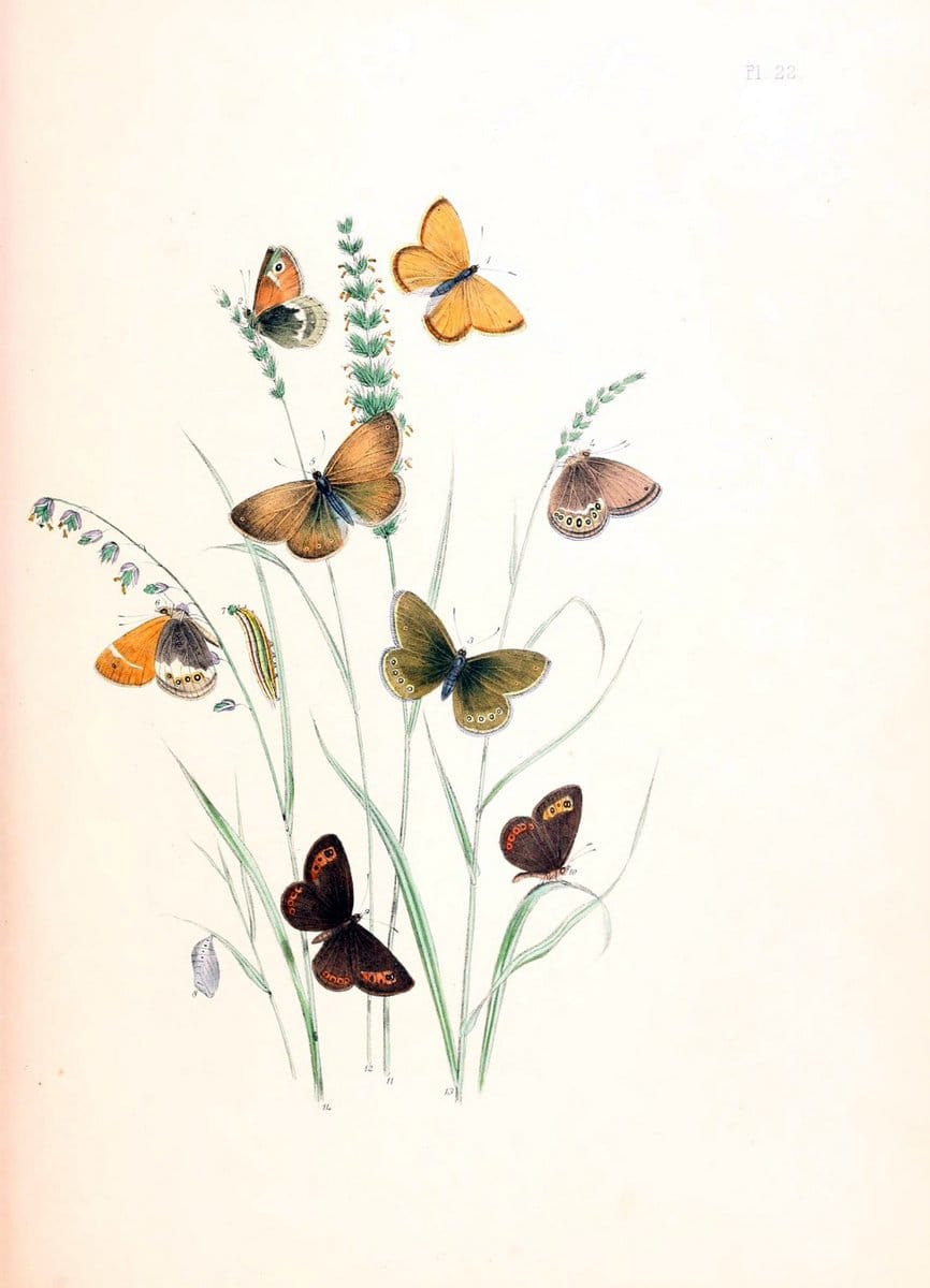 British butterflies and their transformations :.London :William Smith,1841.. |  | Vintage Print Reproduction 463677