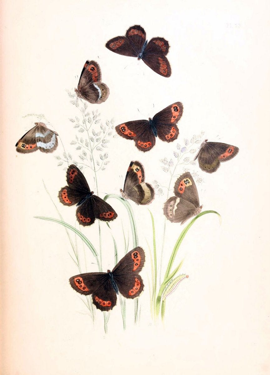 British butterflies and their transformations :.London :William Smith,1841.. |  | Vintage Print Reproduction 463678