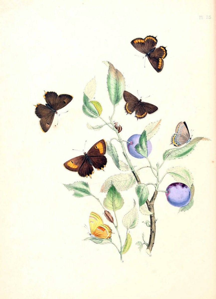 British butterflies and their transformations :.London :William Smith,1841.. |  | Vintage Print Reproduction 463679