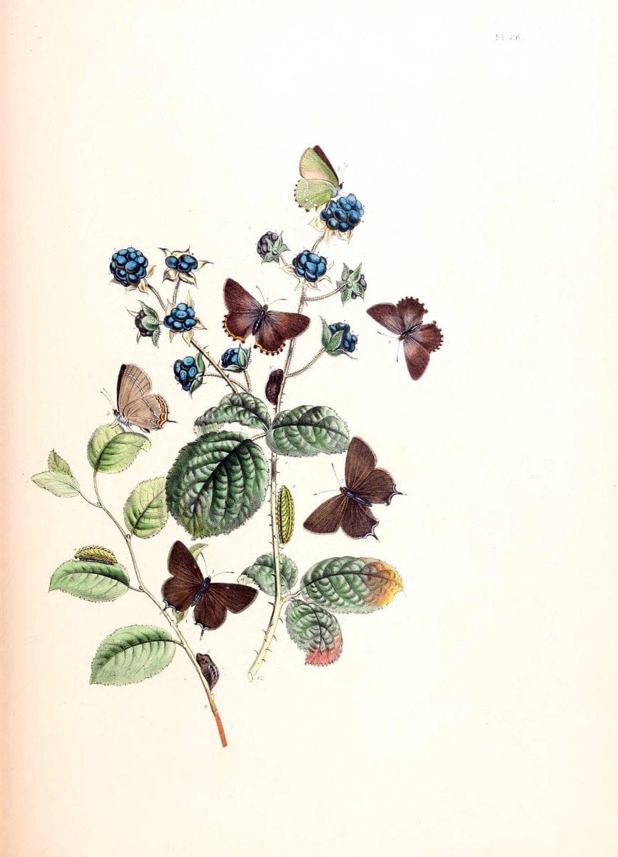 British butterflies and their transformations :.London :William Smith,1841.. |  | Vintage Print Reproduction 463680