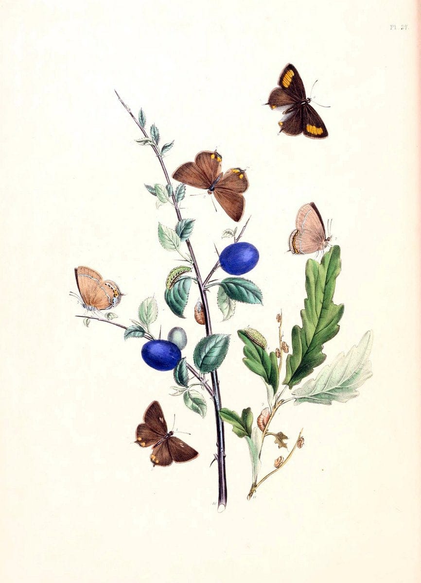 British butterflies and their transformations :.London :William Smith,1841.. |  | Vintage Print Reproduction 463681