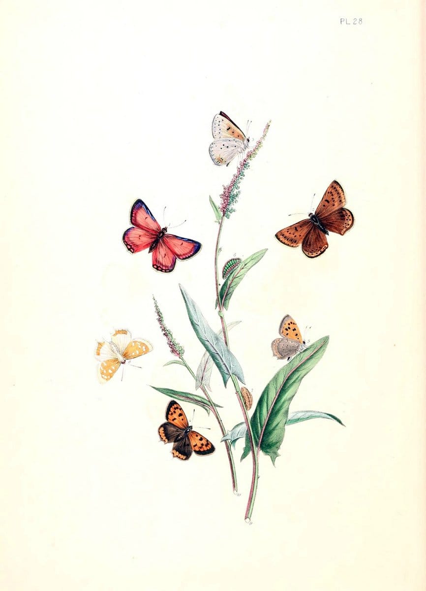 British butterflies and their transformations :.London :William Smith,1841.. |  | Vintage Print Reproduction 463682