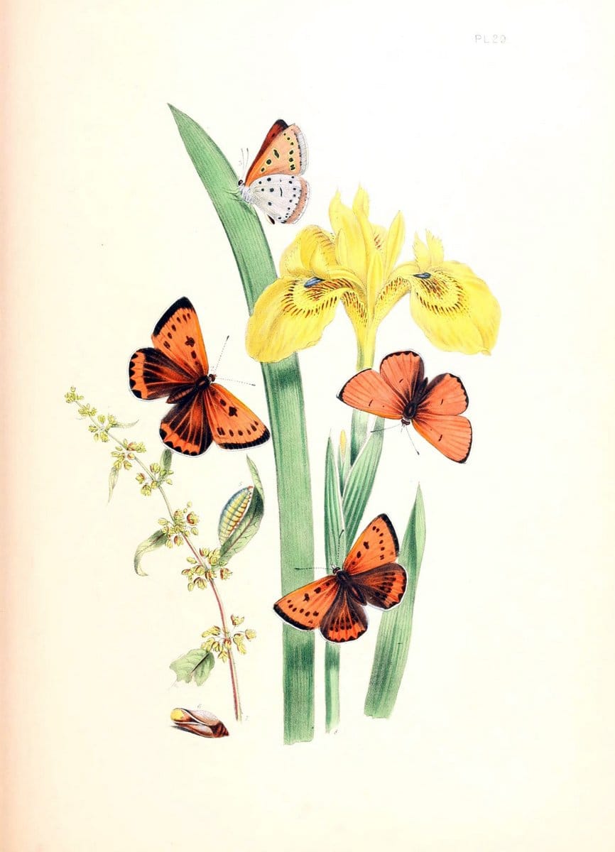 British butterflies and their transformations :.London :William Smith,1841.. |  | Vintage Print Reproduction 463683