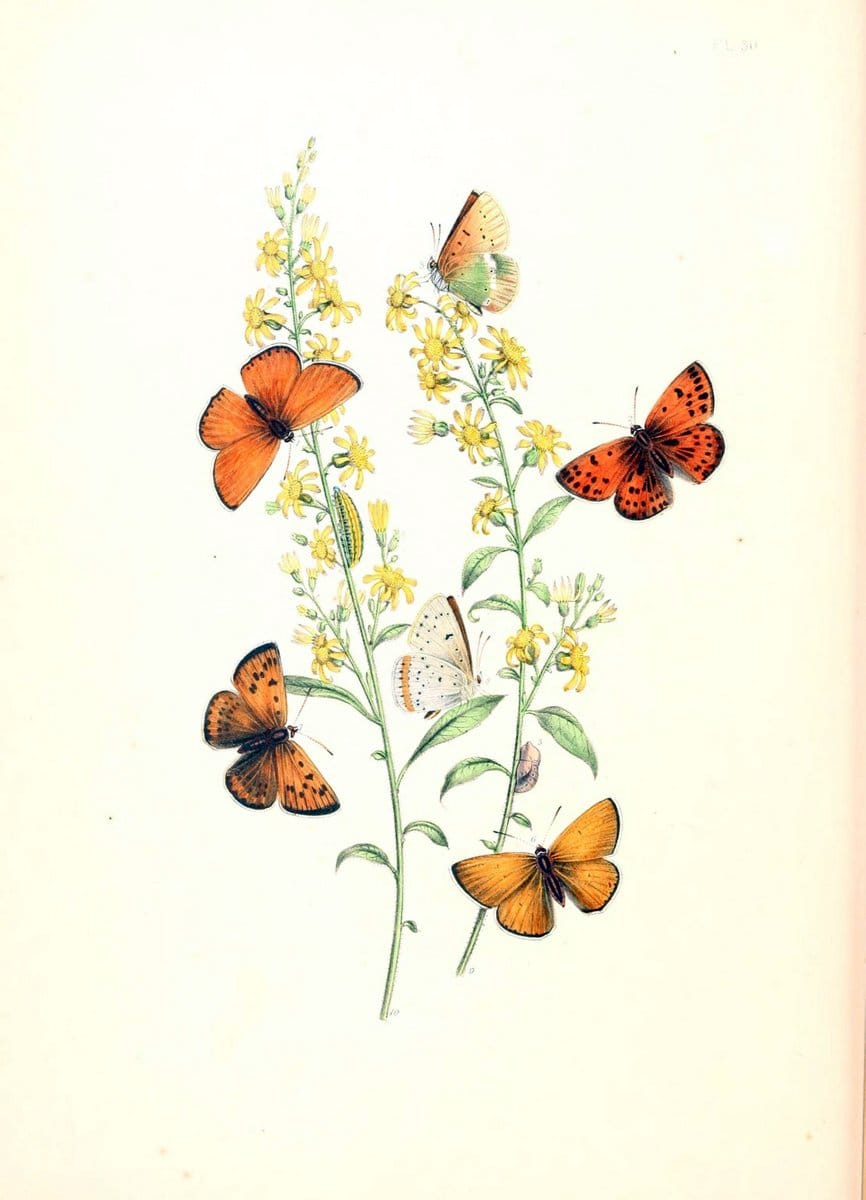 British butterflies and their transformations :.London :William Smith,1841.. |  | Vintage Print Reproduction 463684