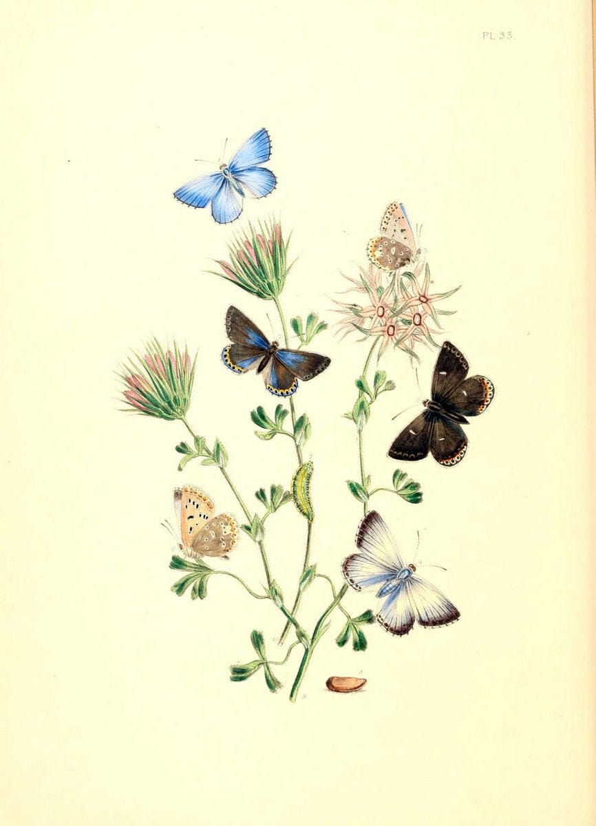 British butterflies and their transformations :.London :William Smith,1841.. |  | Vintage Print Reproduction 463685