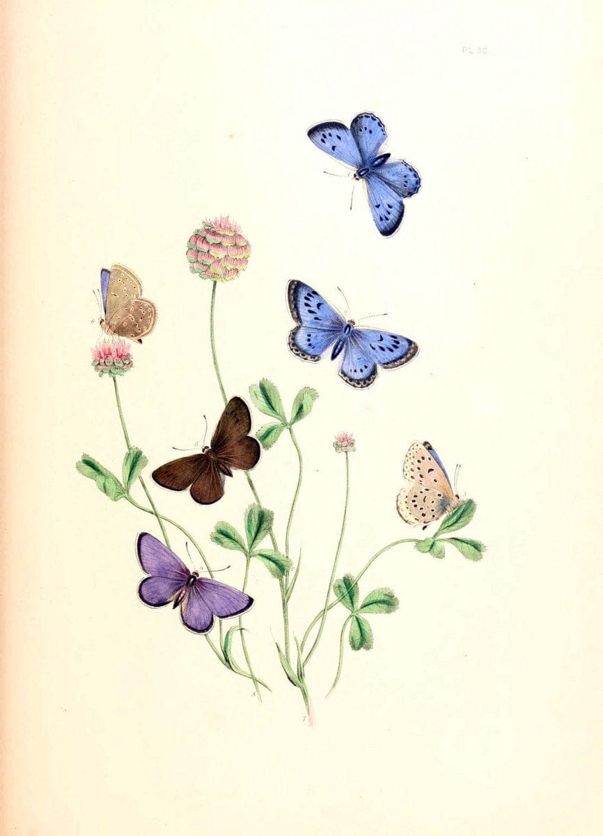 British butterflies and their transformations :.London :William Smith,1841.. |  | Vintage Print Reproduction 463686