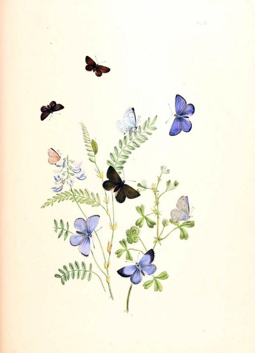 British butterflies and their transformations :.London :William Smith,1841.. |  | Vintage Print Reproduction 463687