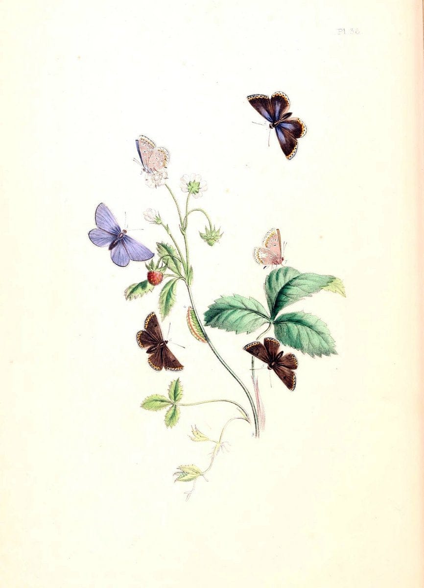 British butterflies and their transformations :.London :William Smith,1841.. |  | Vintage Print Reproduction 463688